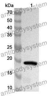 Anti-Human CD312/ADGRE2 Polyclonal Antibody