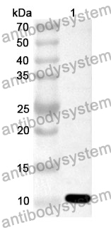 Anti-CPA4 Polyclonal Antibody