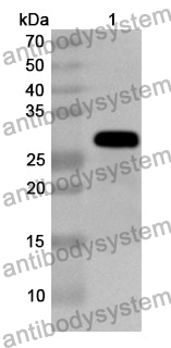 Anti-AK3 Polyclonal Antibody