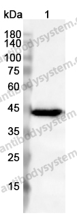 Anti-FKBPL Polyclonal Antibody