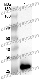 Anti-Human MBD1 Polyclonal Antibody