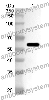 Anti-CD207 Polyclonal Antibody