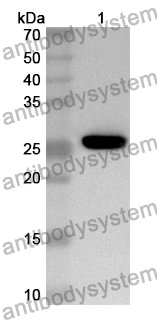 Anti-LEF1 Polyclonal Antibody