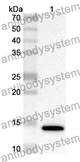 Anti-GDF2 Polyclonal Antibody