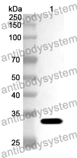 Anti-APPL1 Polyclonal Antibody