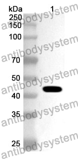 Anti-HDAC9 Polyclonal Antibody