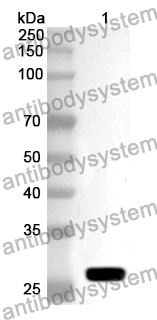 Anti-NUP50 Polyclonal Antibody