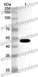 Anti-CNOT6 Polyclonal Antibody