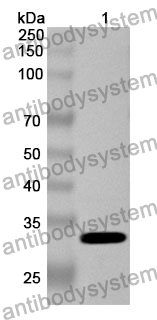 Anti-APLN Polyclonal Antibody