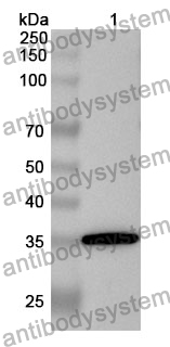 Anti-PADI4 Polyclonal Antibody