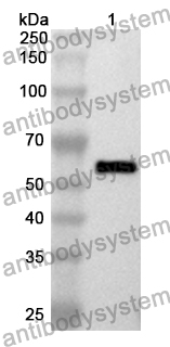 Anti-ICAM5 Polyclonal Antibody