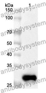 Anti-EDAR Polyclonal Antibody