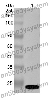 Anti-CD201/PROCR Polyclonal Antibody