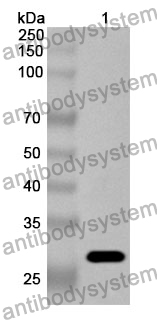 Anti-PPIE Polyclonal Antibody