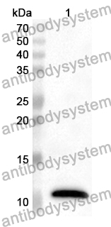 Anti-CD338/ABCG2 Polyclonal Antibody