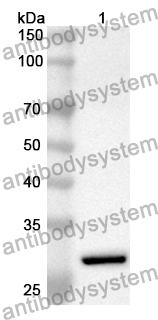 Anti-RAGE-1/MOK Polyclonal Antibody