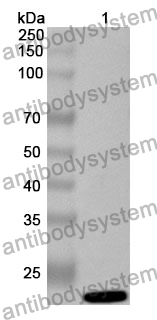 Anti-RIMS2 Polyclonal Antibody