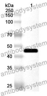 Anti-HDAC5 Polyclonal Antibody