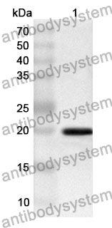 Anti-AKT3 Polyclonal Antibody