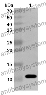 Anti-HPSE Polyclonal Antibody