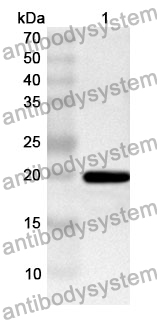 Anti-PLAA Polyclonal Antibody