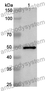 Anti-Human ANGPT4 Polyclonal Antibody