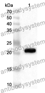 Anti-CD257/TNFSF13B Polyclonal Antibody