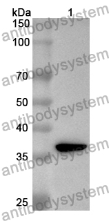 Anti-Human CD328/SIGLEC7 Polyclonal Antibody