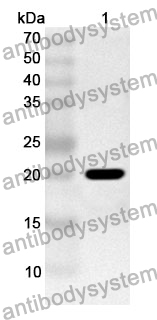 Anti-CNPY2 Polyclonal Antibody