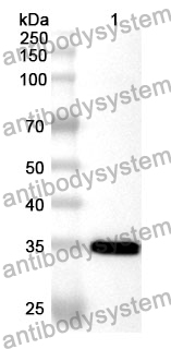 Anti-CA5B Polyclonal Antibody