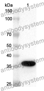 Anti-CRYL1 Polyclonal Antibody