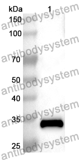 Anti-AXIN2 Polyclonal Antibody