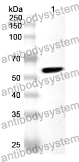 Anti-COQ6 Polyclonal Antibody