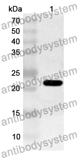 Anti-REXO2 Polyclonal Antibody