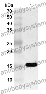 Anti-FIS1 Polyclonal Antibody