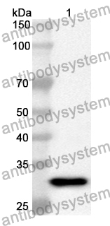 Anti-DAAM1 Polyclonal Antibody