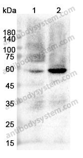 Anti-TRAF6 Polyclonal Antibody