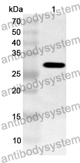 Anti-MAP4K5 Polyclonal Antibody