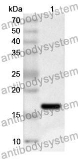 Anti-Human RIPK3 Polyclonal Antibody