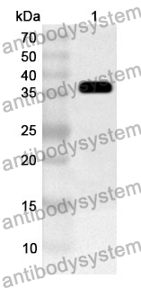 Anti-PCDHB15 Polyclonal Antibody