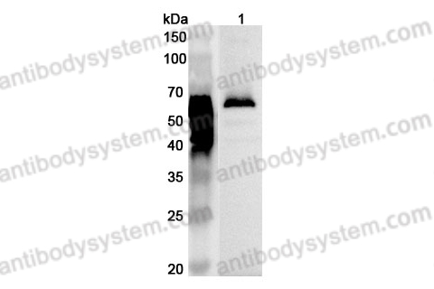 Anti-Human LYVE1 Polyclonal Antibody