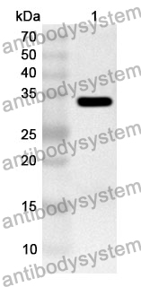 Anti-SPIN1 Polyclonal Antibody