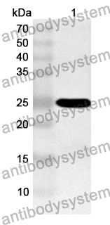 Anti-FKBP7 Polyclonal Antibody