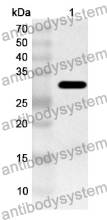 Anti-CLIC4 Polyclonal Antibody