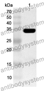 Anti-SIRT4 Polyclonal Antibody