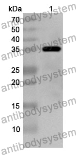 Anti-DNMT3A Polyclonal Antibody