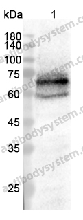 Anti-NUMBL Polyclonal Antibody