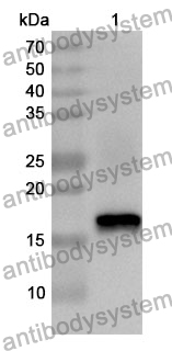 Anti-CD278/ICOS Polyclonal Antibody