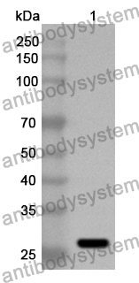 Anti-Human IgE/IGHE Polyclonal Antibody