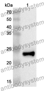 Anti-Human CD370/CLEC9A Polyclonal Antibody